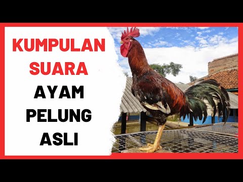 Detail Poto Ayam Pelung Nomer 34