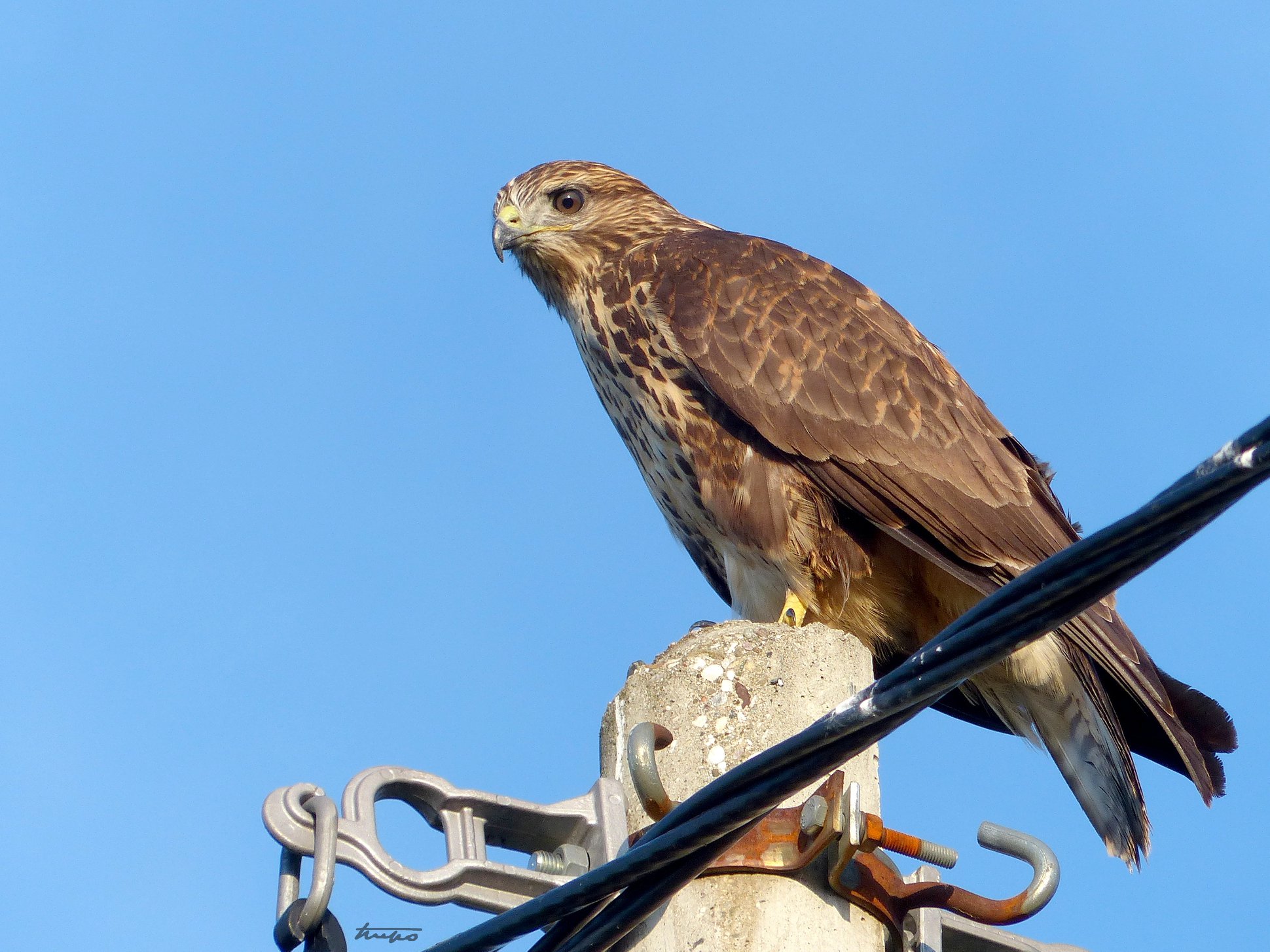 Detail Poto Burung Elang Nomer 30