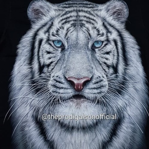 Detail Poto Harimau Putih Nomer 49