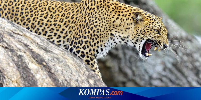 Detail Poto Macan Tutul Nomer 30