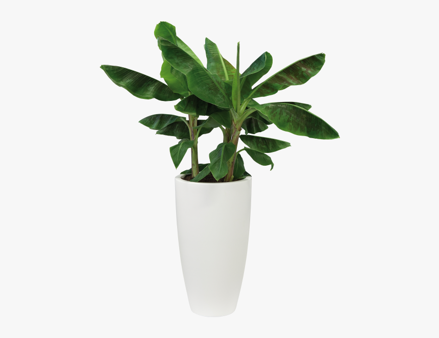 Detail Potted Plant Png Nomer 12