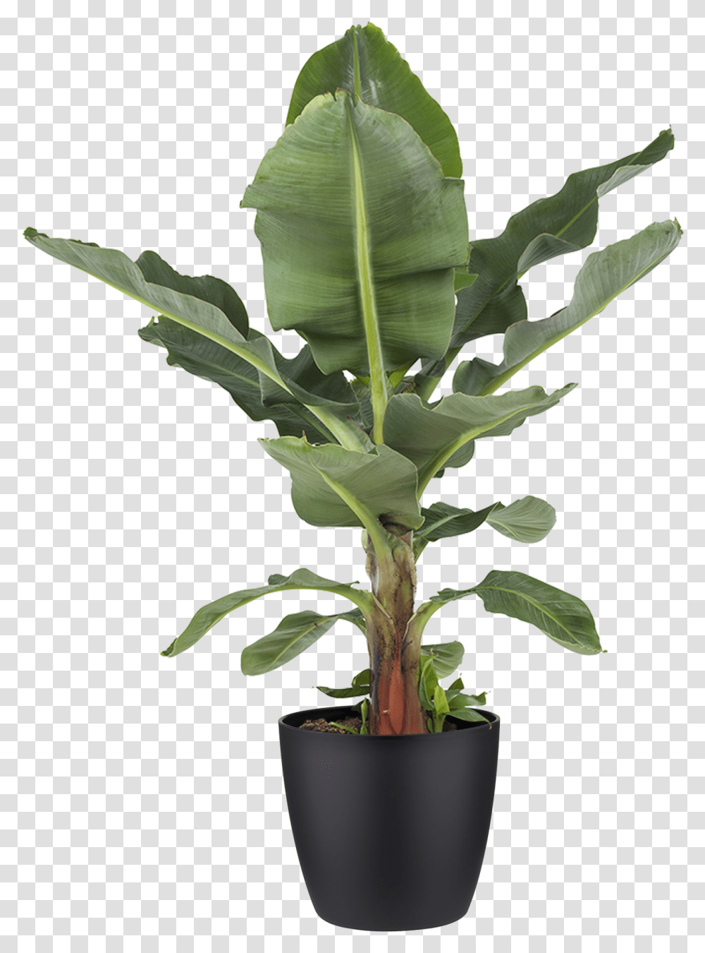 Detail Potted Plant Png Nomer 19