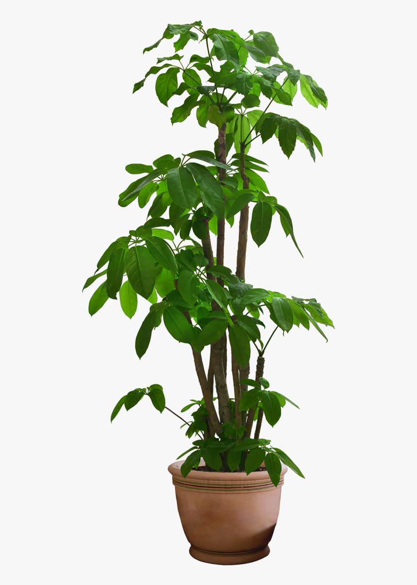 Detail Potted Plant Png Nomer 20