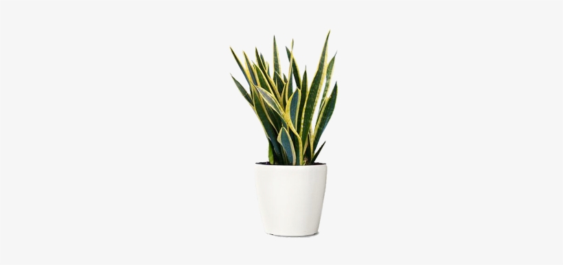 Detail Potted Plant Png Nomer 30