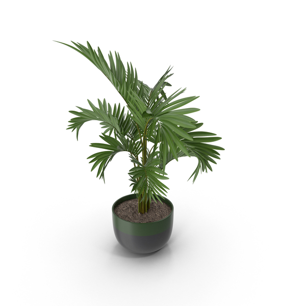 Detail Potted Plant Png Nomer 37