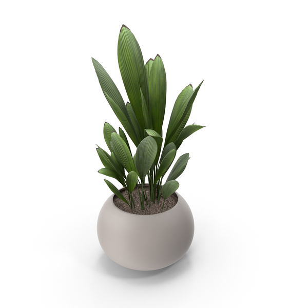 Detail Potted Plant Png Nomer 42