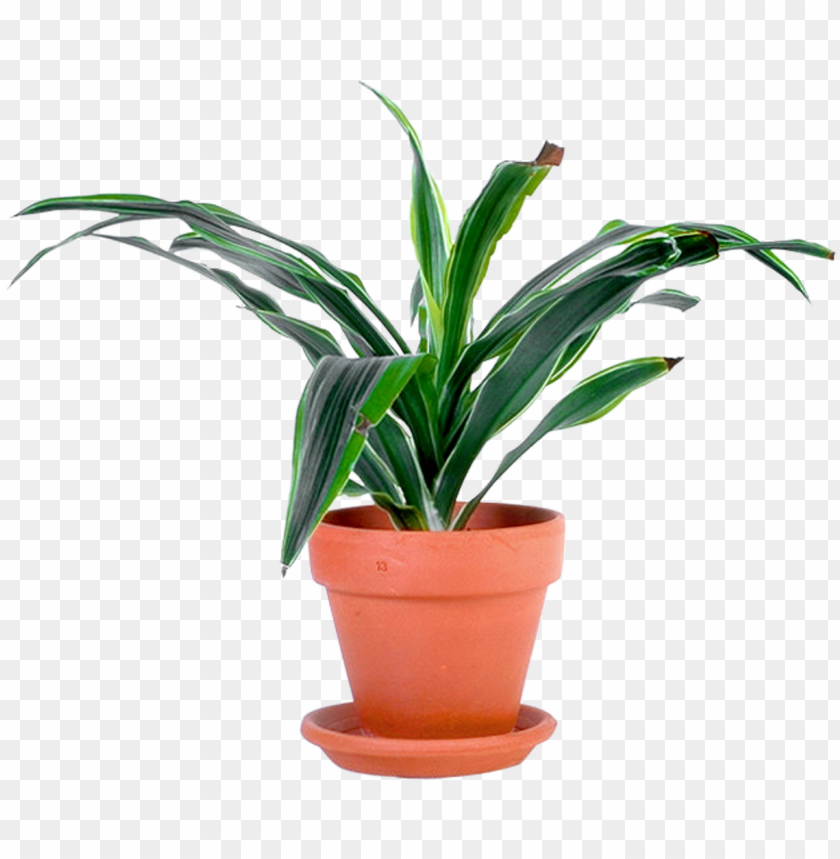 Detail Potted Plant Png Nomer 6