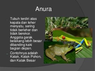 Detail Power Point Tentang Amfibi Nomer 2