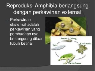 Detail Power Point Tentang Amfibi Nomer 3