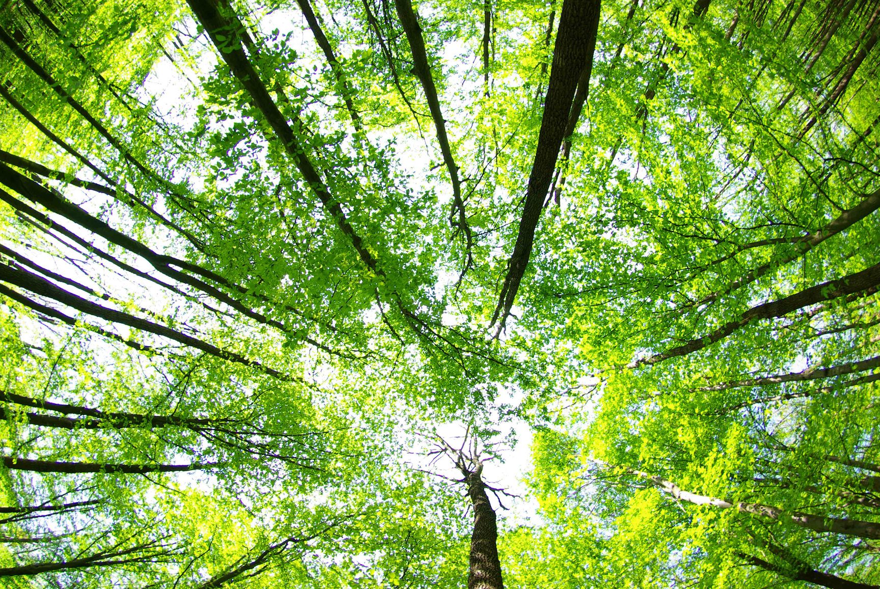 Detail Powerpoint Background Nature Hd Nomer 29