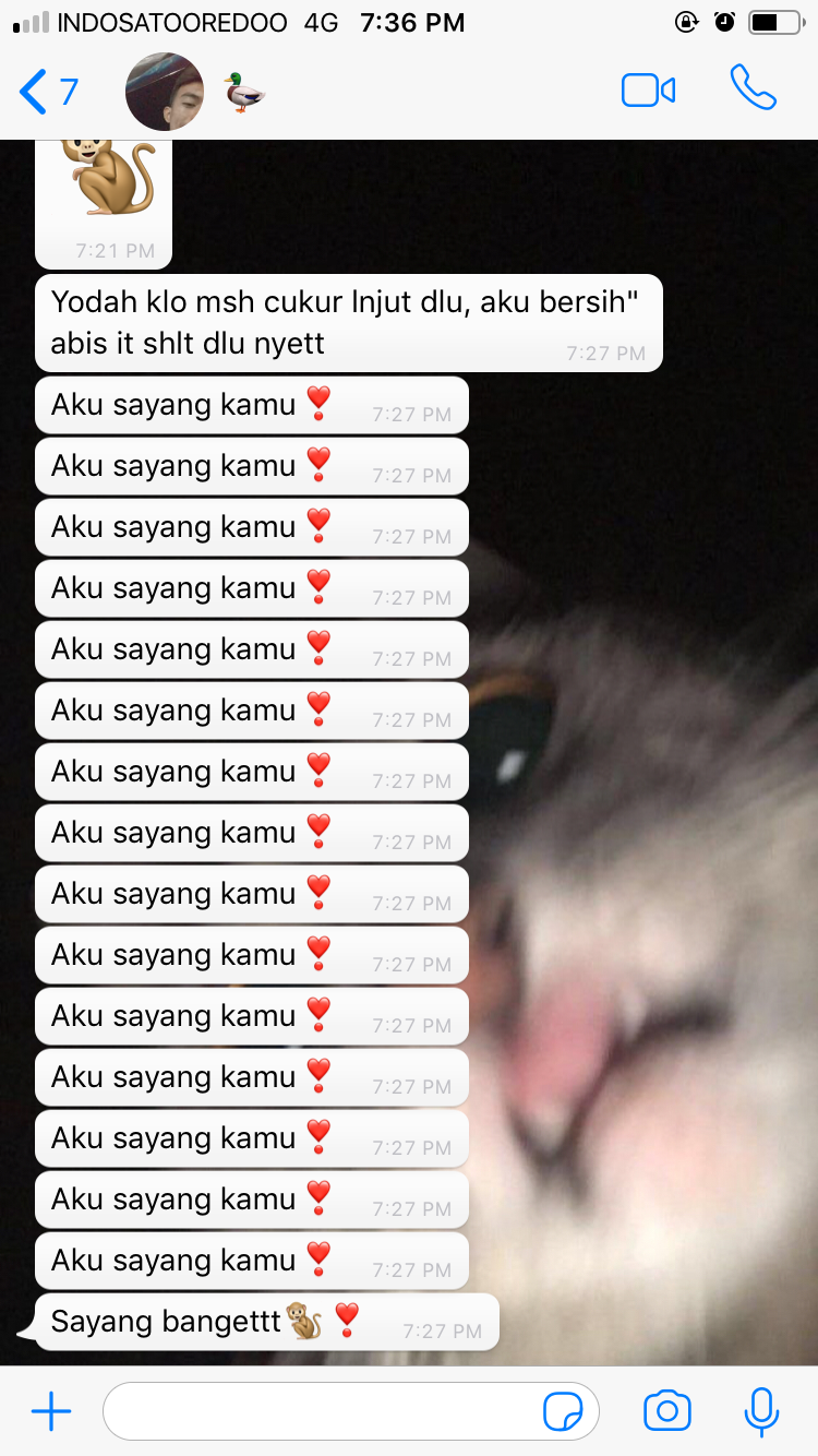Detail Pp Kucing Aesthetic Nomer 19