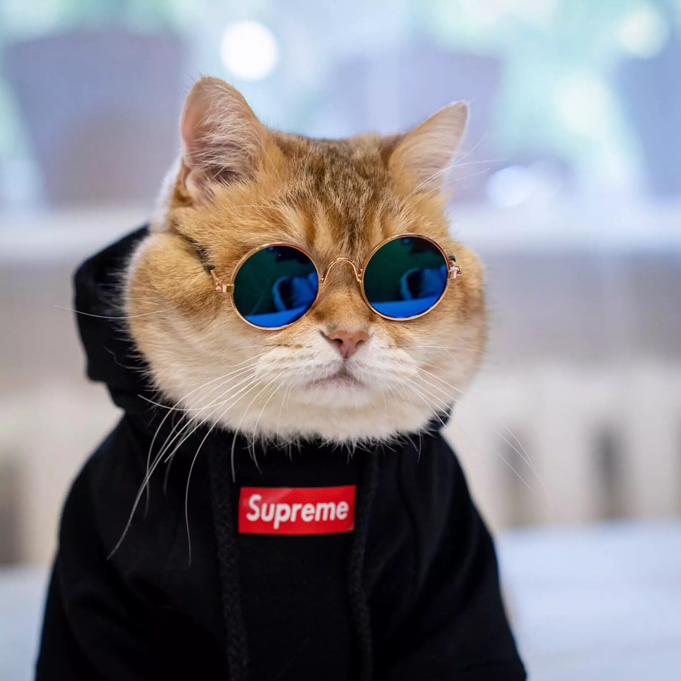 Pp Kucing Keren - KibrisPDR