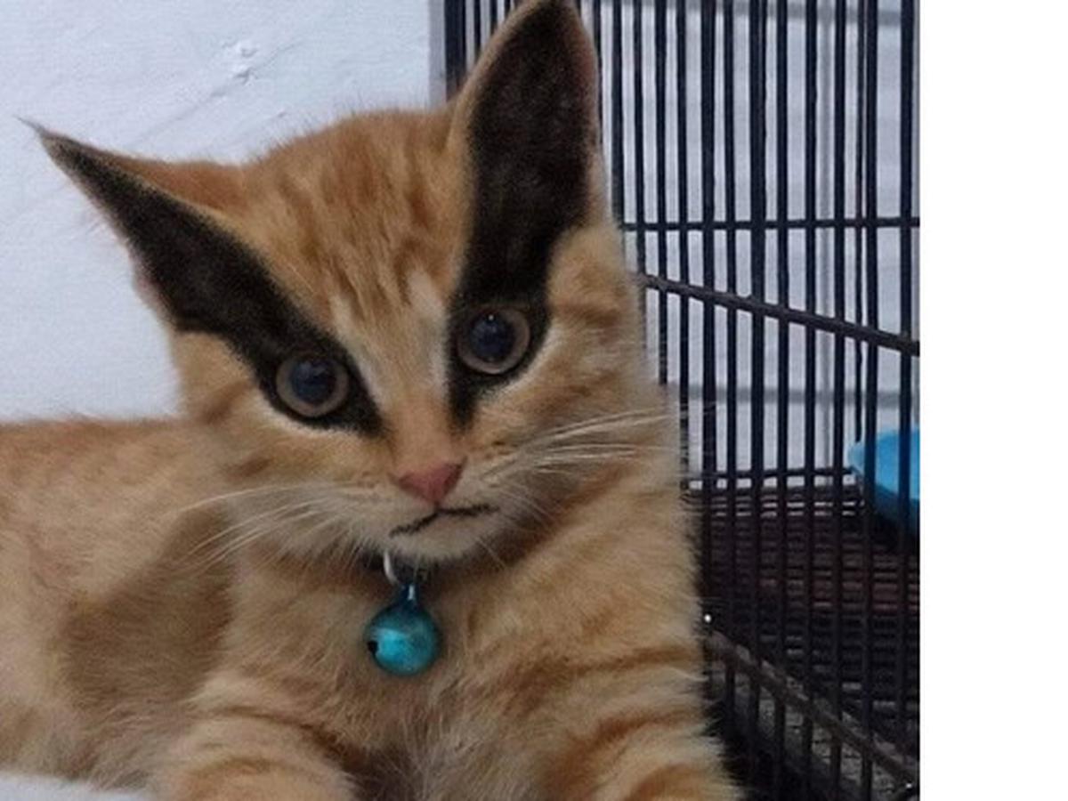 Detail Pp Kucing Ml Nomer 38