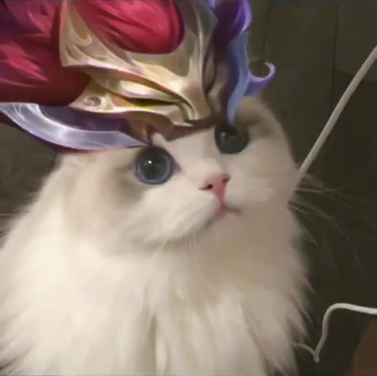 Detail Pp Kucing Ml Nomer 7