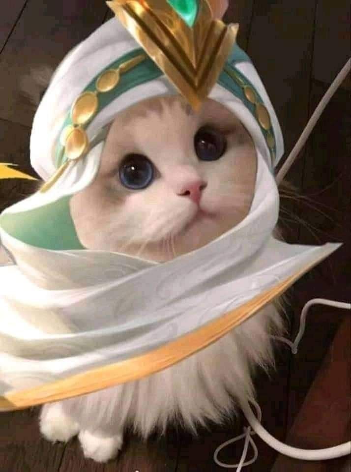 Detail Pp Kucing Ml Nomer 9