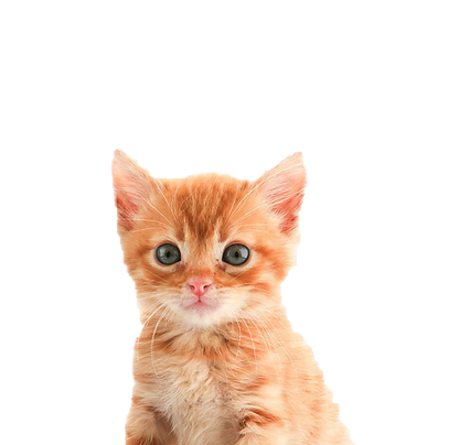 Detail Pp Kucing Oren Nomer 45