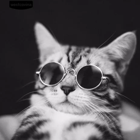Detail Pp Wa Kucing Keren Nomer 43