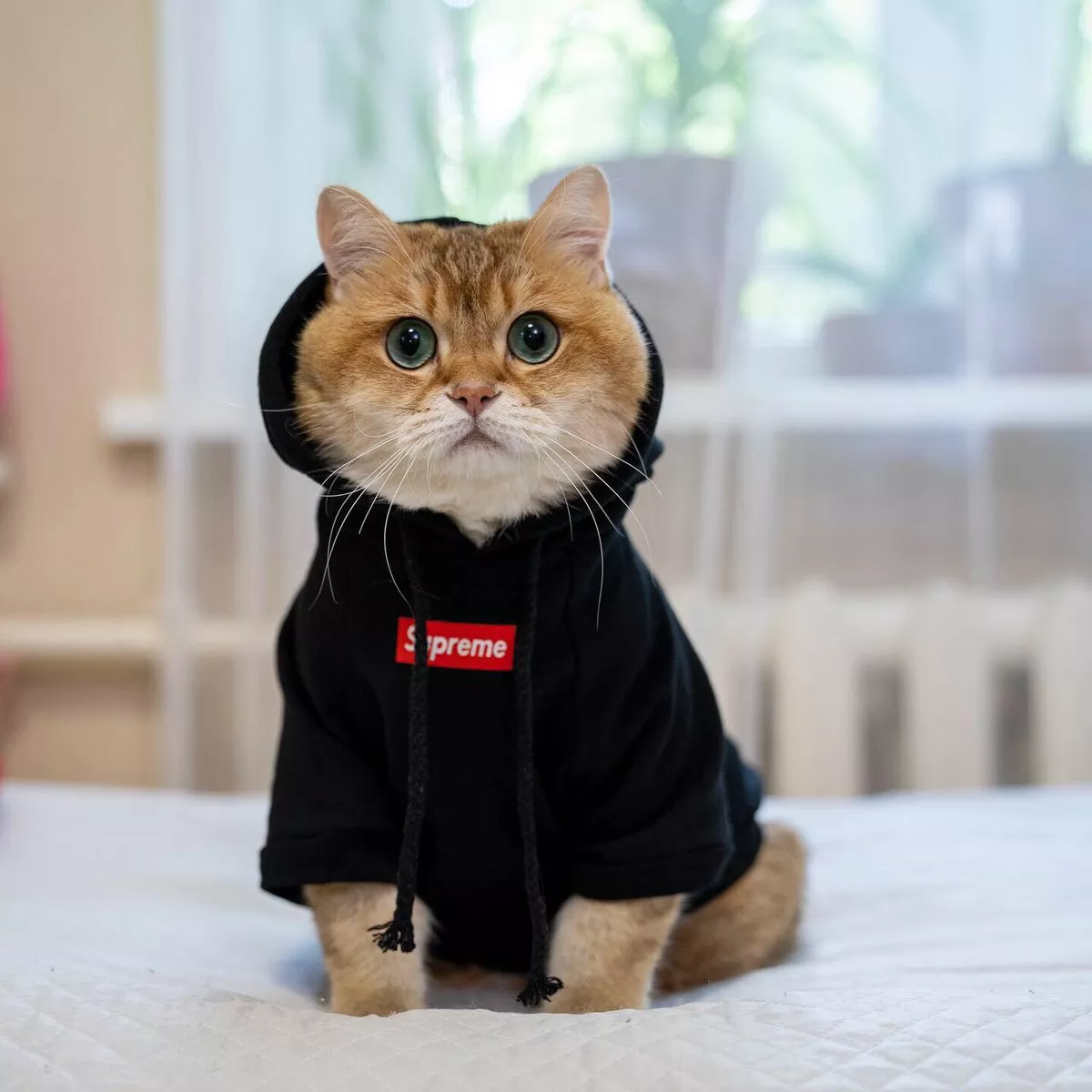 Detail Pp Wa Kucing Keren Nomer 44