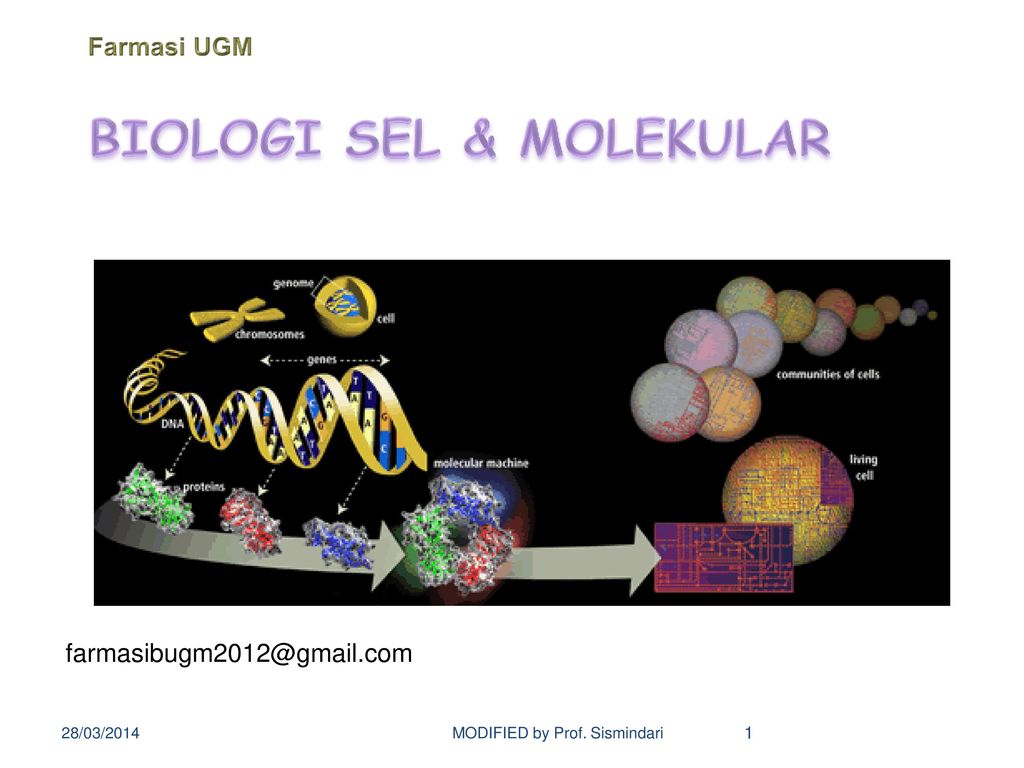 Detail Ppt Biologi Sel Nomer 12