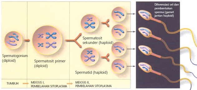 Detail Ppt Biologi Sel Nomer 15