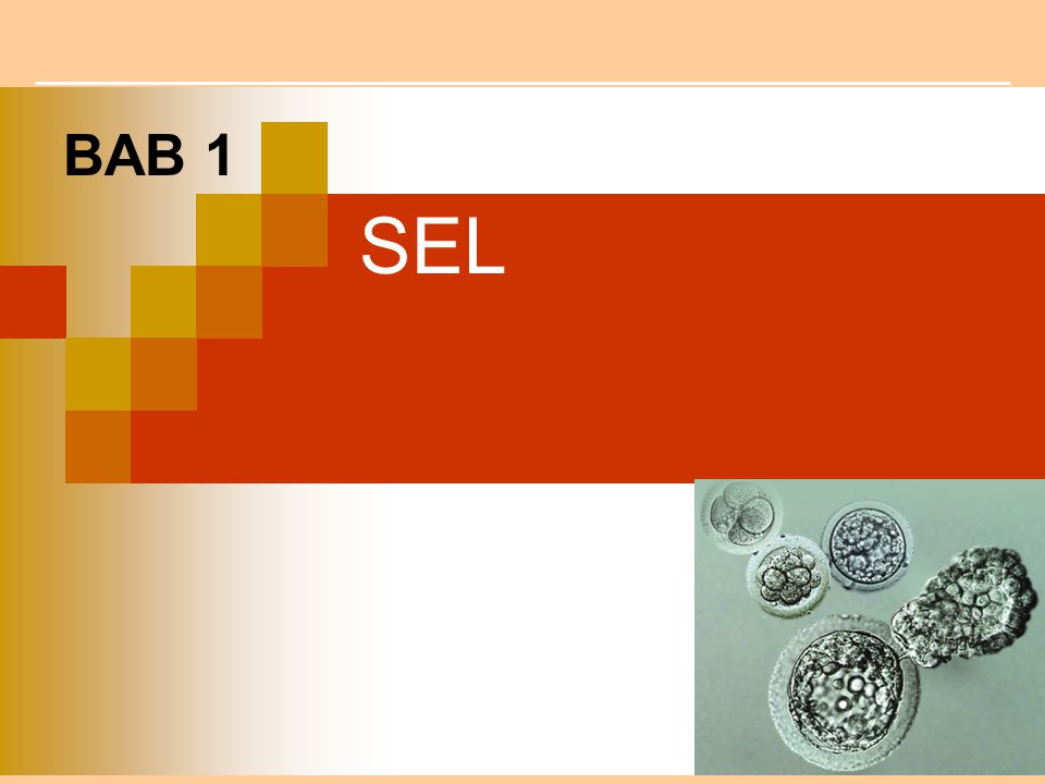 Detail Ppt Biologi Sel Nomer 35