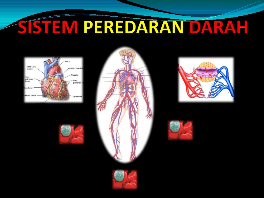 Detail Ppt Peredaran Darah Nomer 32