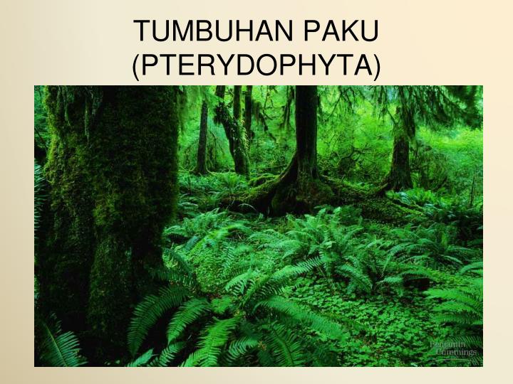 Detail Ppt Tumbuhan Nomer 55