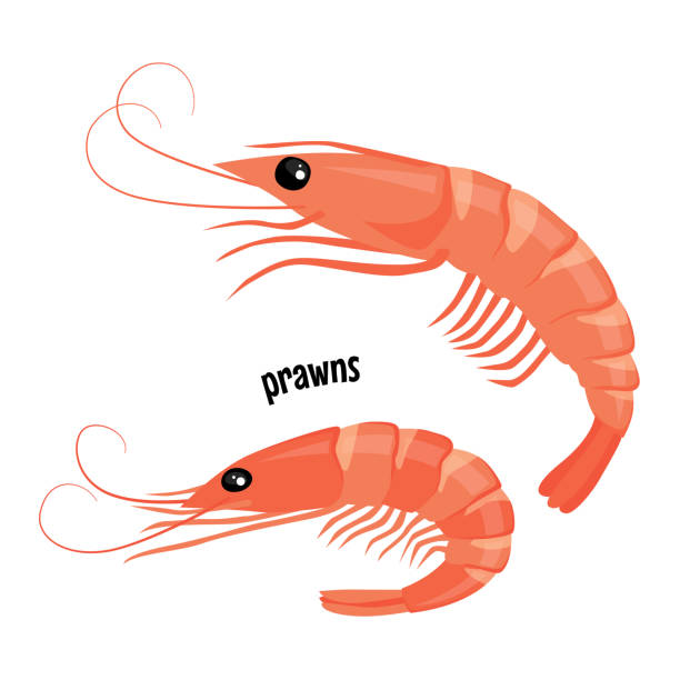 Detail Prawn Clipart Nomer 11