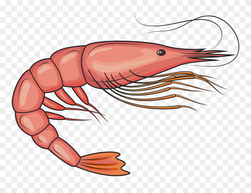 Detail Prawn Clipart Nomer 12