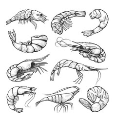 Detail Prawn Clipart Nomer 21