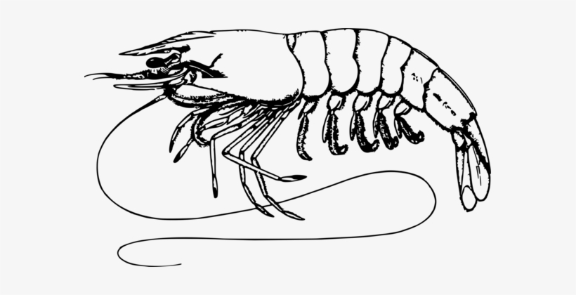 Detail Prawn Clipart Nomer 25