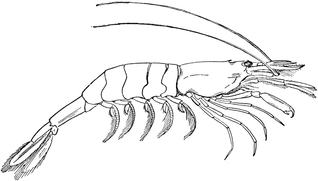 Detail Prawn Clipart Nomer 28