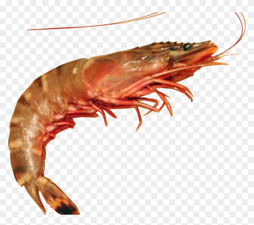 Detail Prawn Clipart Nomer 29