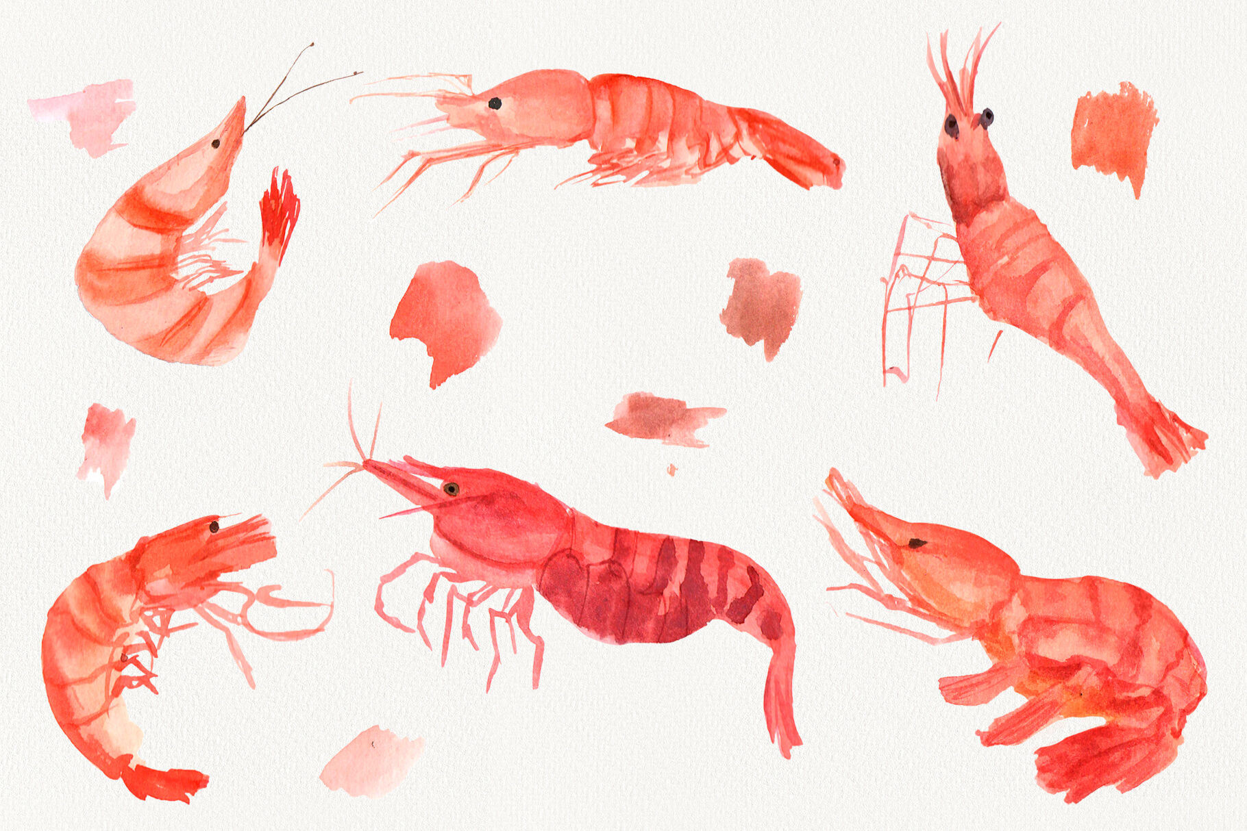 Detail Prawn Clipart Nomer 33