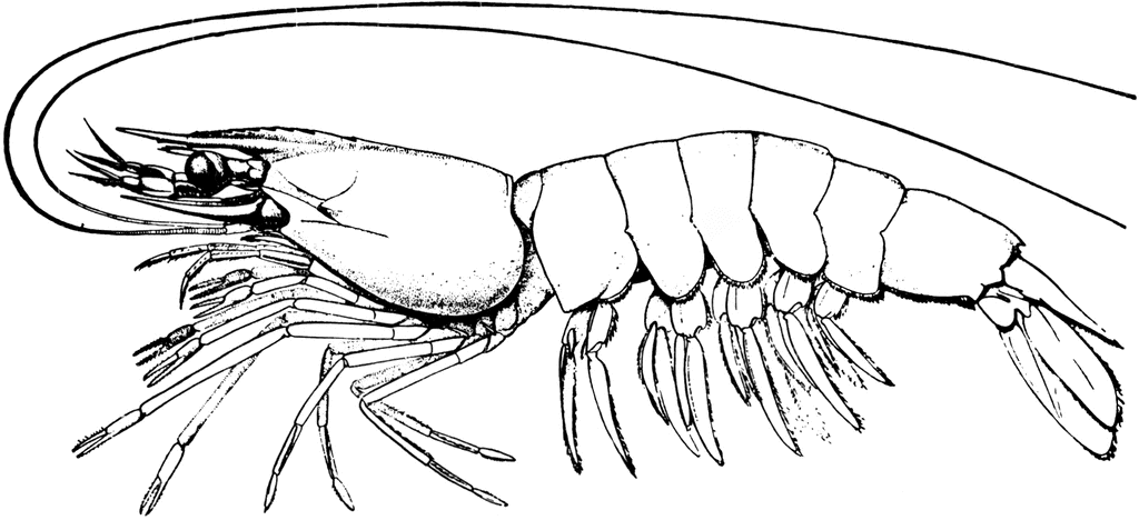 Detail Prawn Clipart Nomer 36