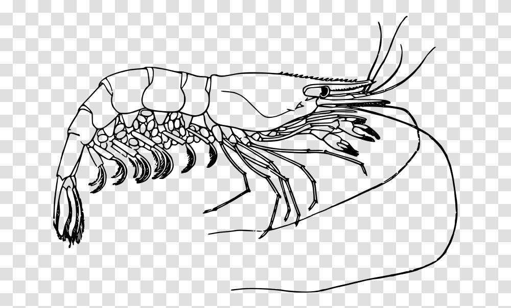 Detail Prawn Clipart Nomer 42