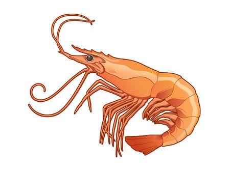 Detail Prawn Clipart Nomer 44