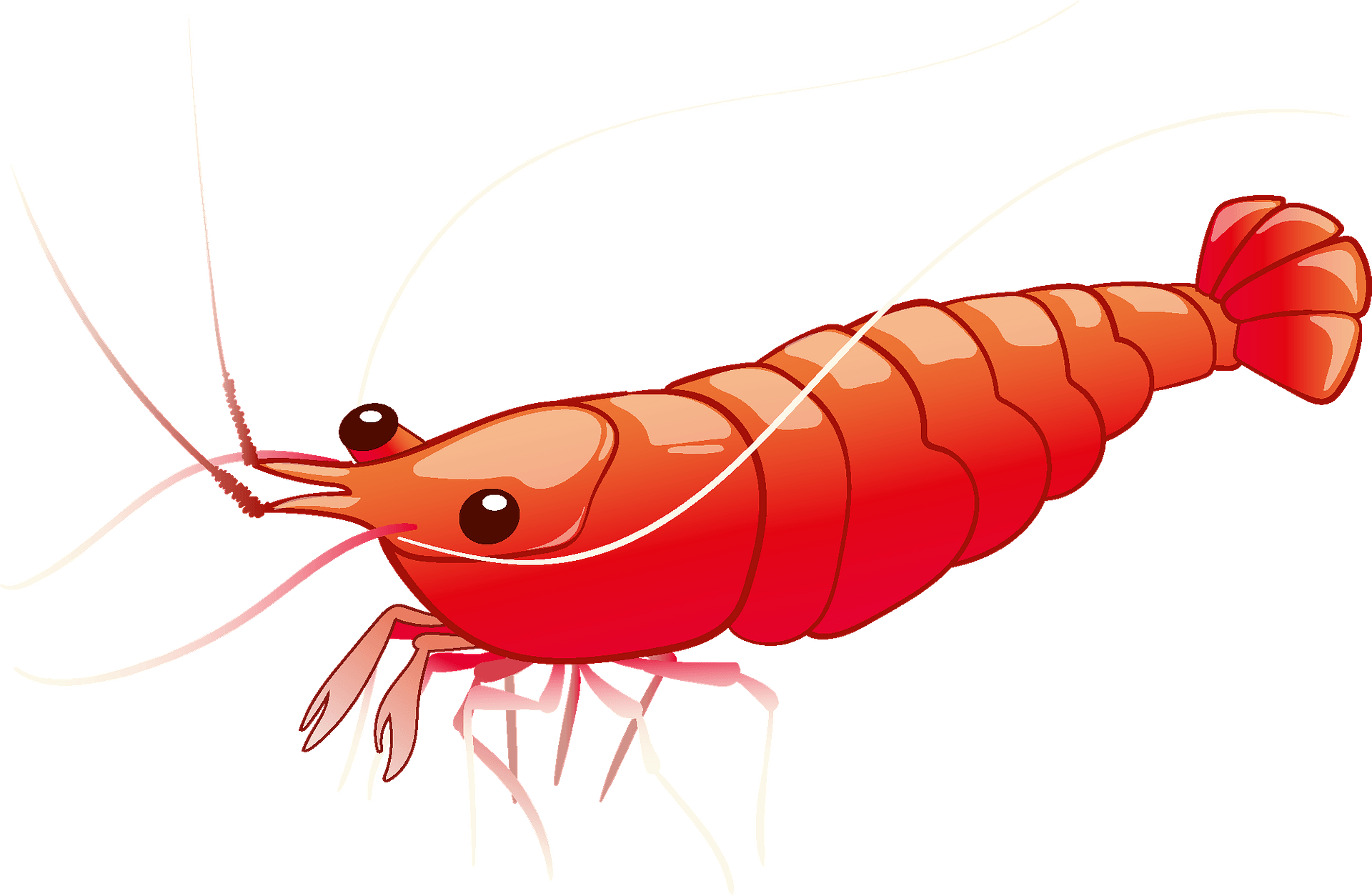 Detail Prawn Clipart Nomer 51