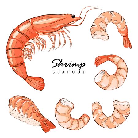 Detail Prawn Clipart Nomer 5