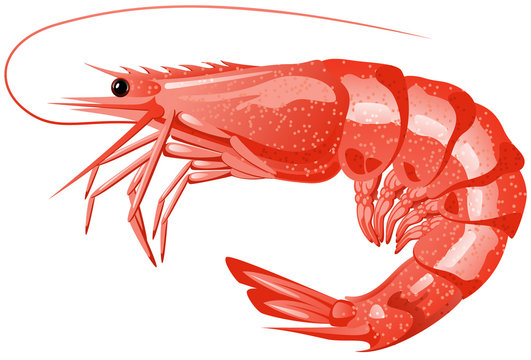 Detail Prawn Clipart Nomer 7