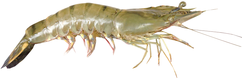 Detail Prawn Png Nomer 10