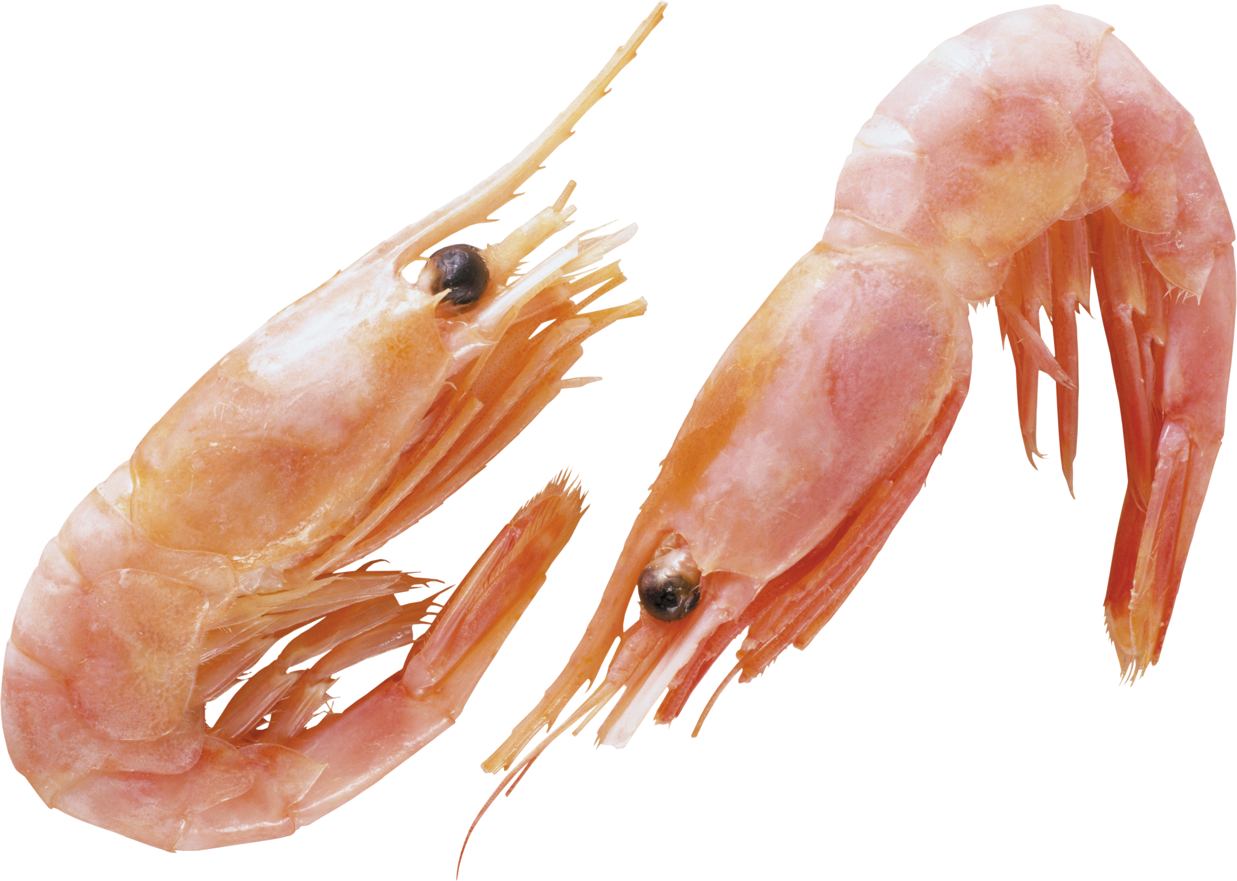 Detail Prawn Png Nomer 15