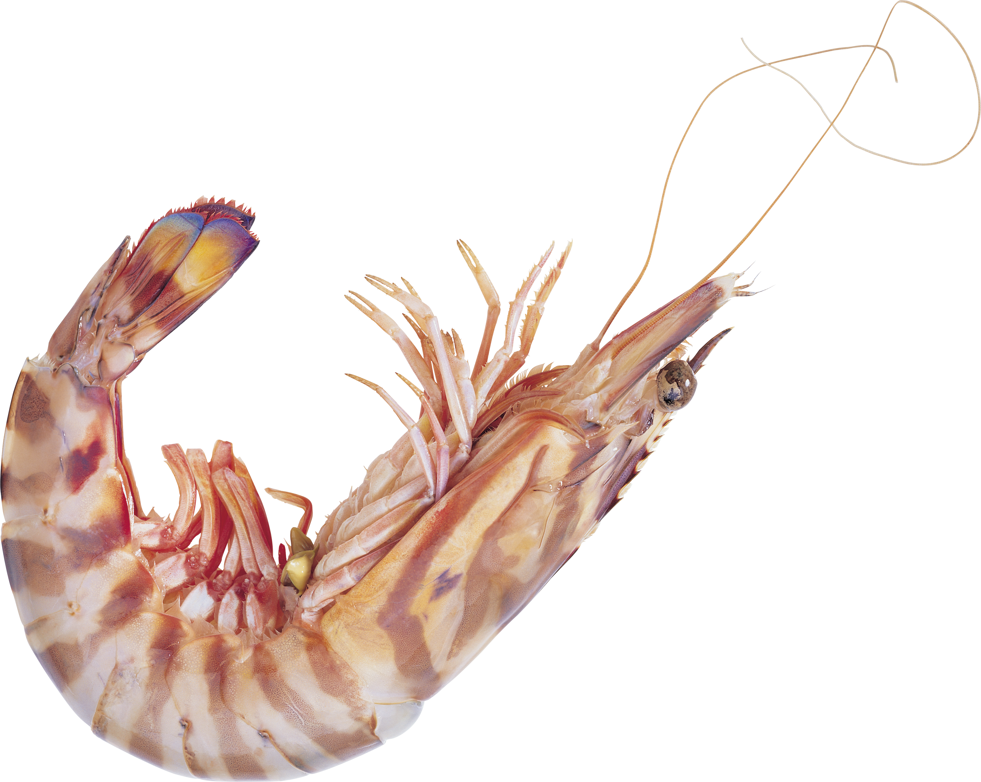 Detail Prawn Png Nomer 27