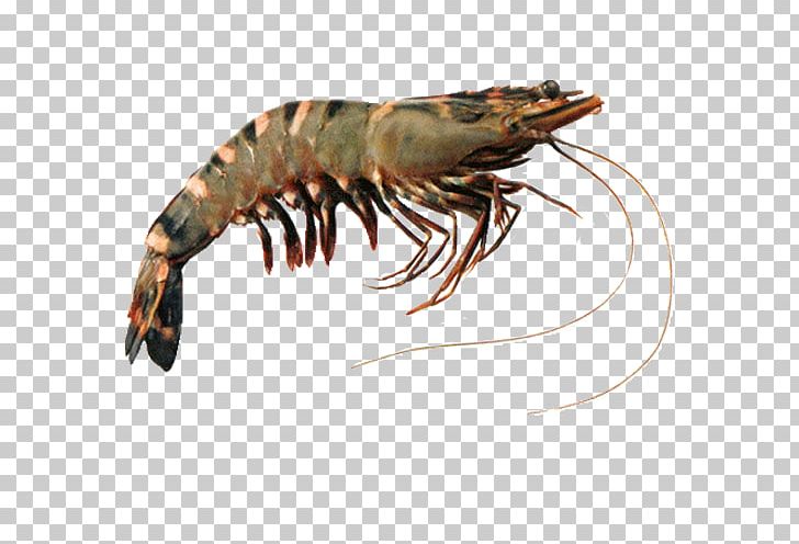 Detail Prawn Png Nomer 4