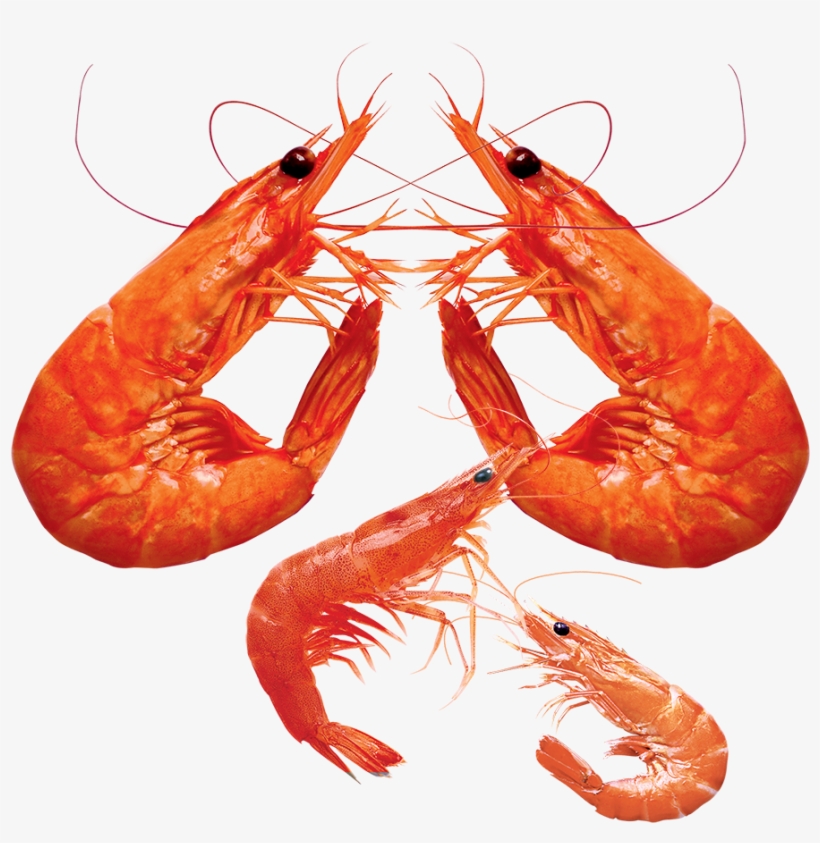 Detail Prawn Png Nomer 38