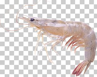 Detail Prawn Png Nomer 44