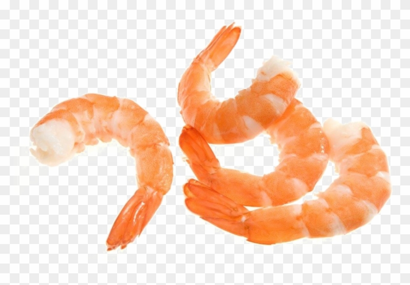 Detail Prawn Png Nomer 45