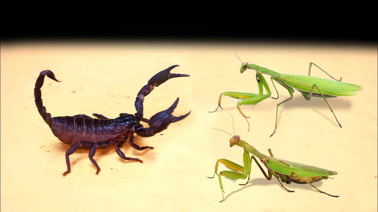 Pray Mantis Vs Scorpion - KibrisPDR