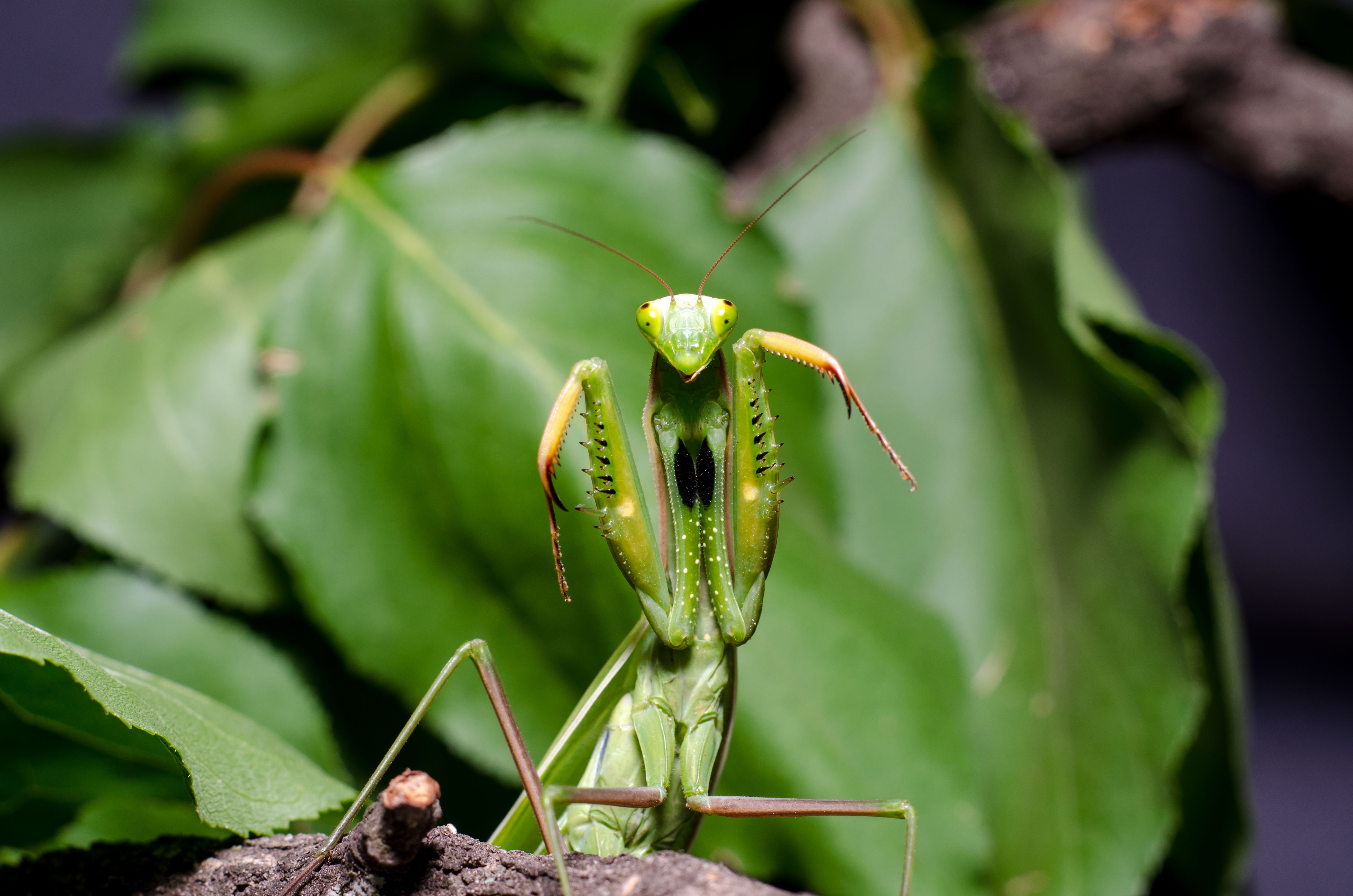 Detail Pray Mantis Vs Scorpion Nomer 38