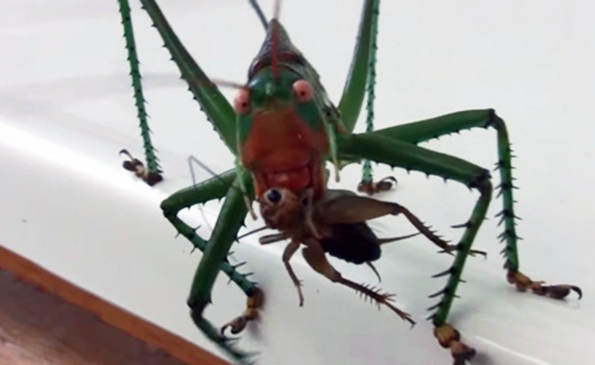 Detail Pray Mantis Vs Scorpion Nomer 42